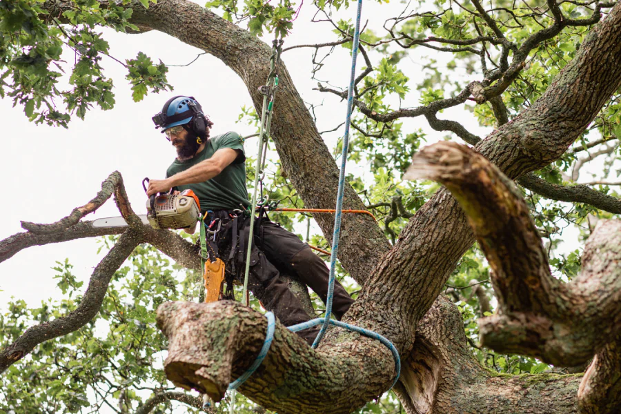 man tied to tree for tree removal service atlanta ga